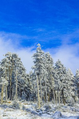 Buzlu köknar ağaçları ve Harz dağlarındaki Brocken Dağı 'nın manzarasına kar yağan Wernigerode Saksonya-Anhalt Almanya
