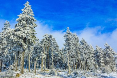 Buzlu köknar ağaçları ve Harz dağlarındaki Brocken Dağı 'nın manzarasına kar yağan Wernigerode Saksonya-Anhalt Almanya