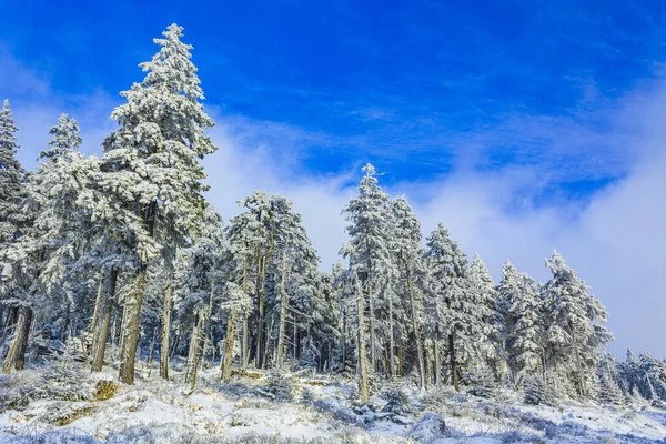 Śnieg Lodowatych Jodłach Krajobrazie Górach Brocken Górach Harz Wernigerode Saksonia — Zdjęcie stockowe