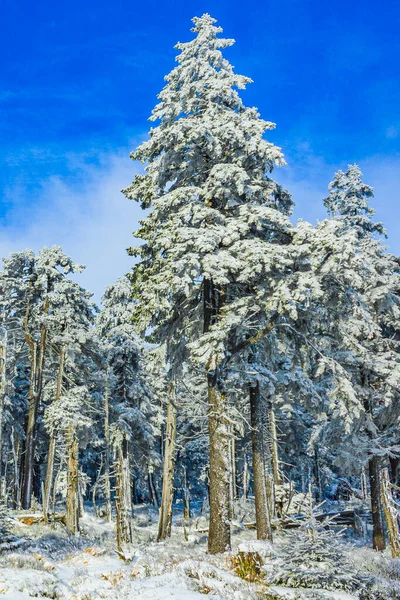 Innevato Abeti Ghiacciati Paesaggio Brocken Montagna Harz Montagne Wernigerode Sassonia — Foto Stock