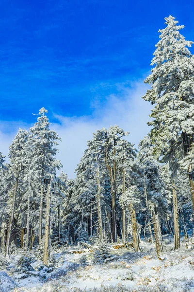 Buzlu köknar ağaçları ve Harz dağlarındaki Brocken Dağı 'nın manzarasına kar yağan Wernigerode Saksonya-Anhalt Almanya