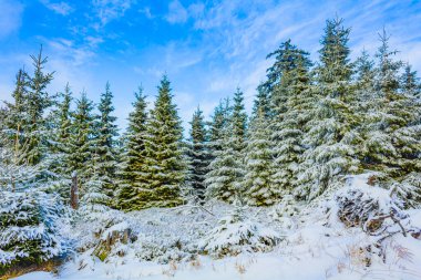 Buzlu köknar ağaçları ve Harz dağlarındaki Brocken Dağı 'nın manzarasına kar yağan Wernigerode Saksonya-Anhalt Almanya