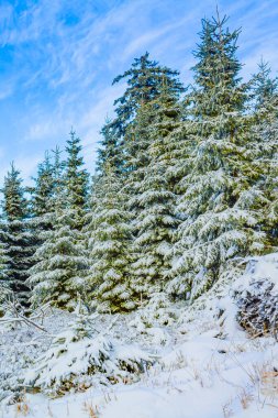 Buzlu köknar ağaçları ve Harz dağlarındaki Brocken Dağı 'nın manzarasına kar yağan Wernigerode Saksonya-Anhalt Almanya