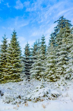 Buzlu köknar ağaçları ve Harz dağlarındaki Brocken Dağı 'nın manzarasına kar yağan Wernigerode Saksonya-Anhalt Almanya
