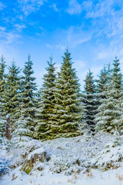 Buzlu köknar ağaçları ve Harz dağlarındaki Brocken Dağı 'nın manzarasına kar yağan Wernigerode Saksonya-Anhalt Almanya