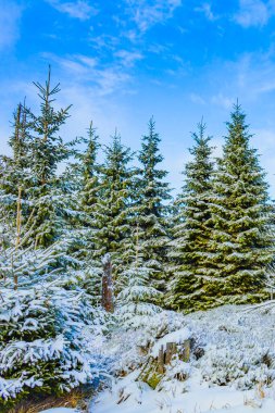 Buzlu köknar ağaçları ve Harz dağlarındaki Brocken Dağı 'nın manzarasına kar yağan Wernigerode Saksonya-Anhalt Almanya