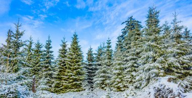 Buzlu köknar ağaçları ve Harz dağlarındaki Brocken Dağı 'nın manzarasına kar yağan Wernigerode Saksonya-Anhalt Almanya