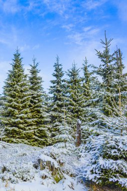 Buzlu köknar ağaçları ve Harz dağlarındaki Brocken Dağı 'nın manzarasına kar yağan Wernigerode Saksonya-Anhalt Almanya