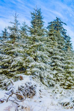 Buzlu köknar ağaçları ve Harz dağlarındaki Brocken Dağı 'nın manzarasına kar yağan Wernigerode Saksonya-Anhalt Almanya