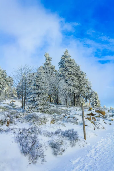 Buzlu köknar ağaçları ve Harz dağlarındaki Brocken Dağı 'nın manzarasına kar yağan Wernigerode Saksonya-Anhalt Almanya
