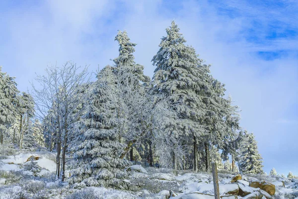 Śnieg Lodowatych Jodłach Krajobrazie Górach Brocken Górach Harz Wernigerode Saksonia — Zdjęcie stockowe
