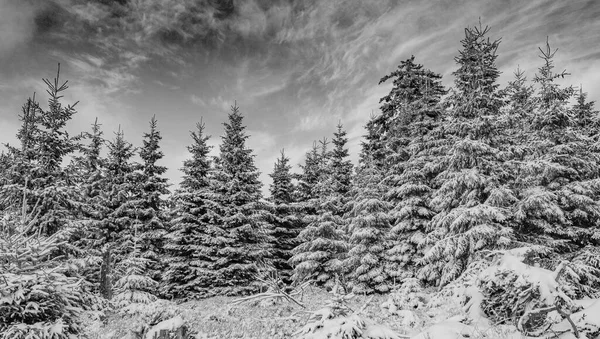 Black and white picture of snowed in icy fir trees and landscape at Brocken mountain in Harz mountains Wernigerode Saxony-Anhalt Germany