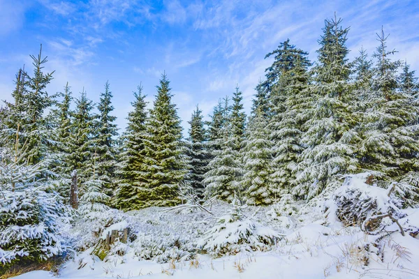 Śnieg Lodowatych Jodłach Krajobrazie Górach Brocken Górach Harz Wernigerode Saksonia — Zdjęcie stockowe