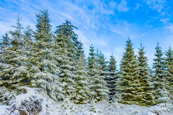 Buzlu köknar ağaçları ve Harz dağlarındaki Brocken Dağı 'nın manzarasına kar yağan Wernigerode Saksonya-Anhalt Almanya