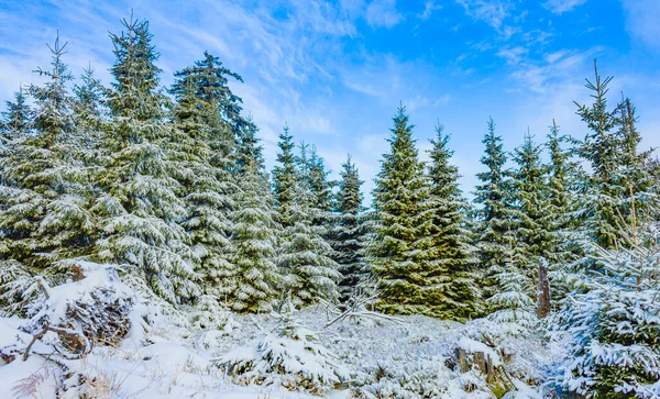 Śnieg Lodowatych Jodłach Krajobrazie Górach Brocken Górach Harz Wernigerode Saksonia — Zdjęcie stockowe