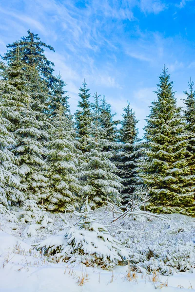 Śnieg Lodowatych Jodłach Krajobrazie Górach Brocken Górach Harz Wernigerode Saksonia — Zdjęcie stockowe