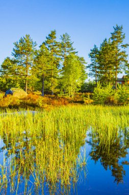 Norveç 'in doğasında, Treungen' de, Norveç 'in Treungen tatil beldesinde, nehir kıyısındaki yansımasıyla sabah güneşi..