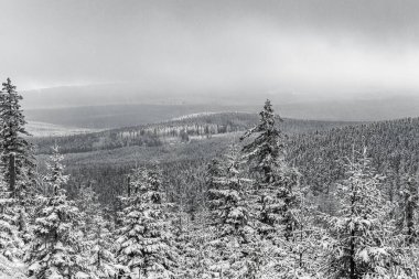 Harz dağlarındaki Kırık Dağ Wernigerode Saksonya-Anhalt Almanya 'daki buzlu köknar ağaçlarına ve manzaraya yağan kara ve beyaz resim