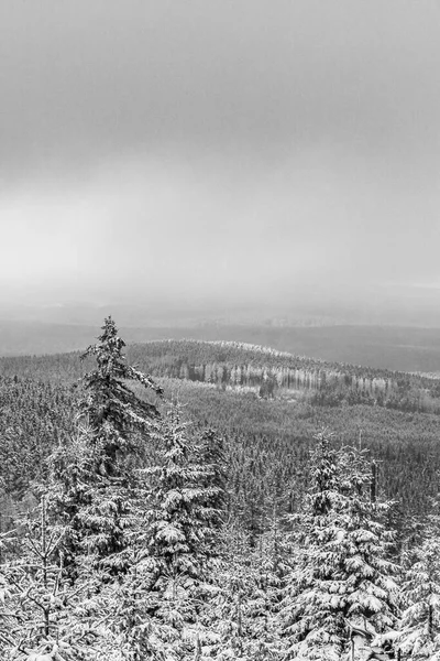 Černobílý Obrázek Sněhu Ledových Jedlích Krajině Pohoří Brocken Harzu Wernigerode — Stock fotografie
