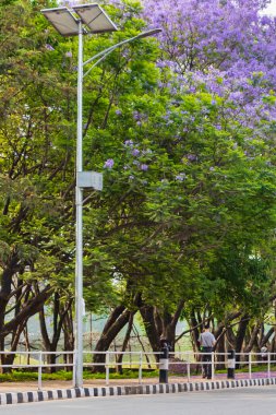 Sinamangal Katmandu Nepal yolundaki güzel mor mavi jakaranda süs ağaçları.