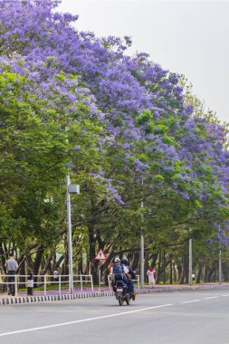 Sinamangal Katmandu Nepal yolundaki güzel mor mavi jakaranda süs ağaçları.
