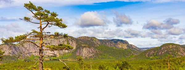 Nissedal Norveç Treungen Doğasında Köknar Ağaçları Dağları Olan Panorama — Stok fotoğraf