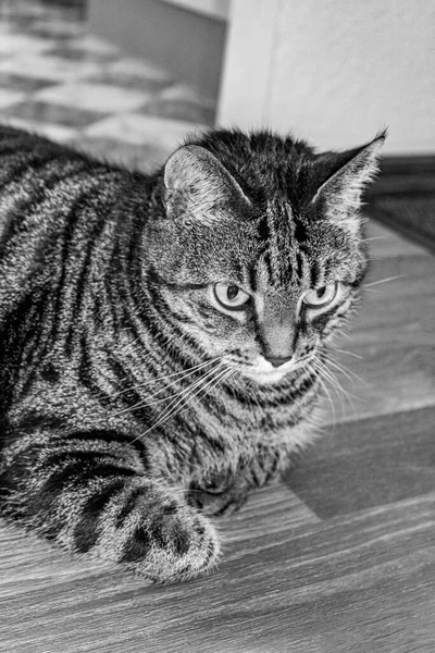 Schwarz Weiß Bild Einer Süßen Katze Die Sich Auf Den — Stockfoto