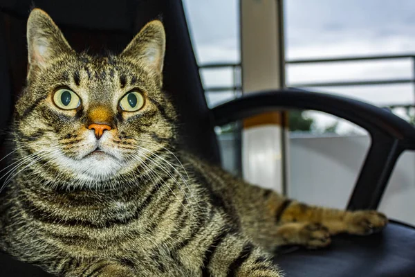 Cute Kot Dużymi Zielonymi Oczami Siedzi Czarnym Fotelu Biurowym — Zdjęcie stockowe