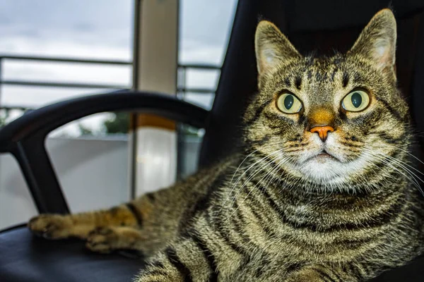 Söt Katt Med Stora Gröna Ögon Sitter Svart Kontorsstol — Stockfoto