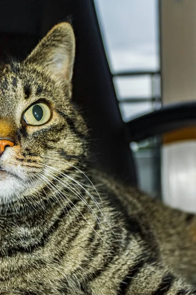 Söt Katt Med Stora Gröna Ögon Sitter Svart Kontorsstol — Stockfoto