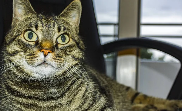 可愛いです猫ともに大きな緑の目座っています上の黒オフィスチェア — ストック写真