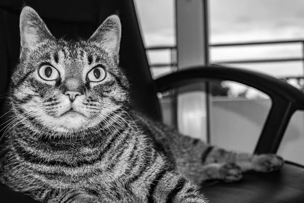 大きな目でかわいい猫の黒と白の写真がオフィスチェアに座っています — ストック写真