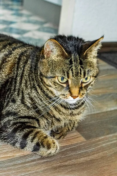 Söt Katt Med Stora Gröna Ögon Som Koncentrerar Sig Marken — Stockfoto