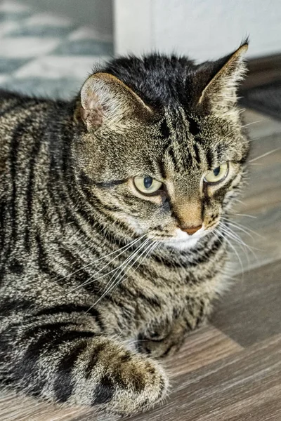 Gato Bonito Com Grandes Olhos Verdes Que Concentra Chão — Fotografia de Stock