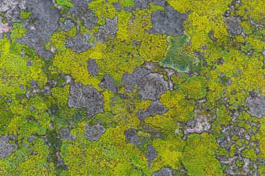 Yeşil sarı ve turkuaz yosun ve liken Norveç 'li taş kaya dokusu.