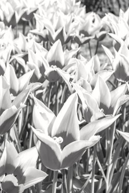 Lisse Güney Hollanda 'daki Keukenhof lale parkındaki lale ve nergislerin siyah ve beyaz resimleri