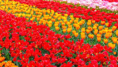 Lisse Güney Hollanda 'daki Keukenhof lale parkında bir sürü renkli lale ve nergis