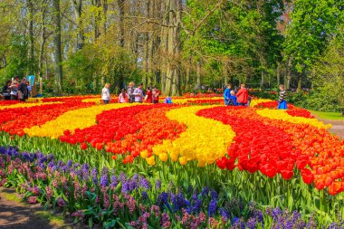 Lisse Hollanda 20 numara. Nisan 2014 Lisse Güney Hollanda 'daki Keukenhof lale parkında birçok renkli lale ve nergisler.