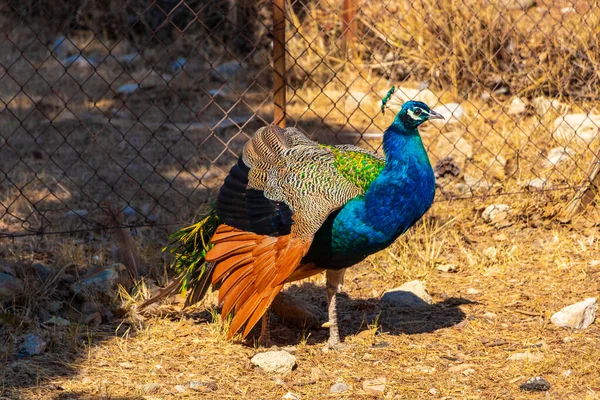 Beautiful colorful elegant peacock animal bird in Ialysos Rhodes Greece.