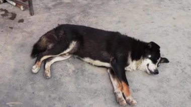 Köpekler Katmandu Nepal 'de yerde uyur..