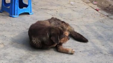 Köpekler yerde ve masanın altında uyur Katmandu Nepal.