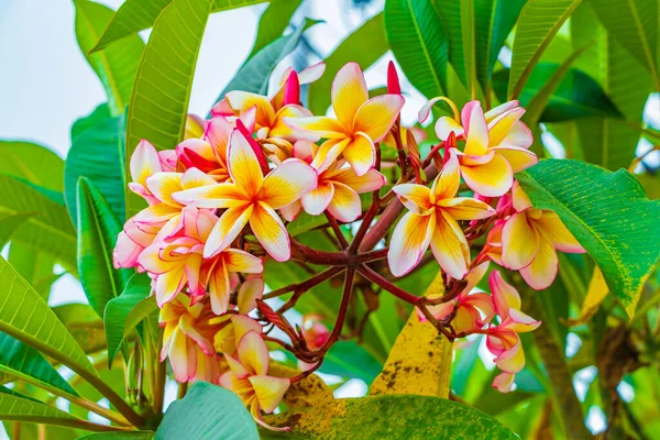 Plumeria Rosa Amarelo Flores Com Fundo Planta Verde Koh Samui — Fotografia de Stock