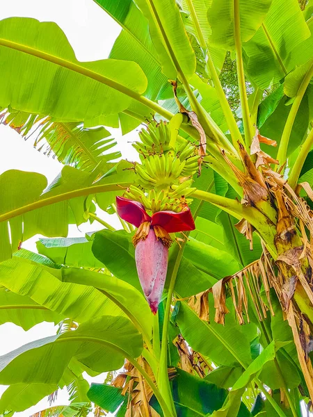 Green Yellow Bananas Growing Banana Blossom Flower Koh Samui Island — Stock Photo, Image