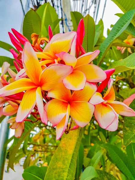 Plumeria Ροζ Και Κίτρινα Λουλούδια Πράσινο Φόντο Φυτό Koh Samui — Φωτογραφία Αρχείου