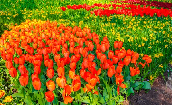 Muitas Tulipas Coloridas Narcisos Keukenhof Tulipa Parque Lisse Holanda Sul — Fotografia de Stock