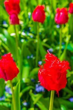 Lisse Güney Hollanda 'daki Keukenhof lale parkında bir sürü renkli lale ve nergis