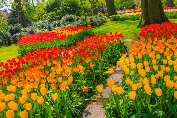 Lisse Güney Hollanda 'daki Keukenhof lale parkında bir sürü renkli lale ve nergis
