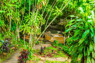 Tayland 'da Koh Samui' de yağmur mevsiminde Tar Nim Şelalesi ve Gizli Sihir Bahçesi 'nde muson yağmurlarıyla dolu bir orman.