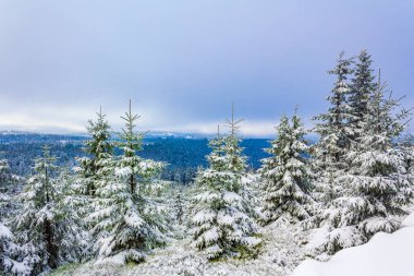 Buzlu köknar ağaçları ve Harz dağlarındaki Brocken Dağı 'nın manzarasına kar yağan Wernigerode Saksonya-Anhalt Almanya
