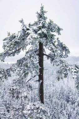 Buzlu köknar ağaçları ve Harz dağlarındaki Brocken Dağı 'nın manzarasına kar yağan Wernigerode Saksonya-Anhalt Almanya